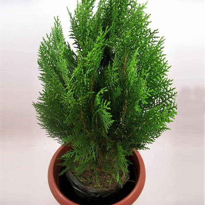 "Morpankhi  Plant - Click here to View more details about this Product